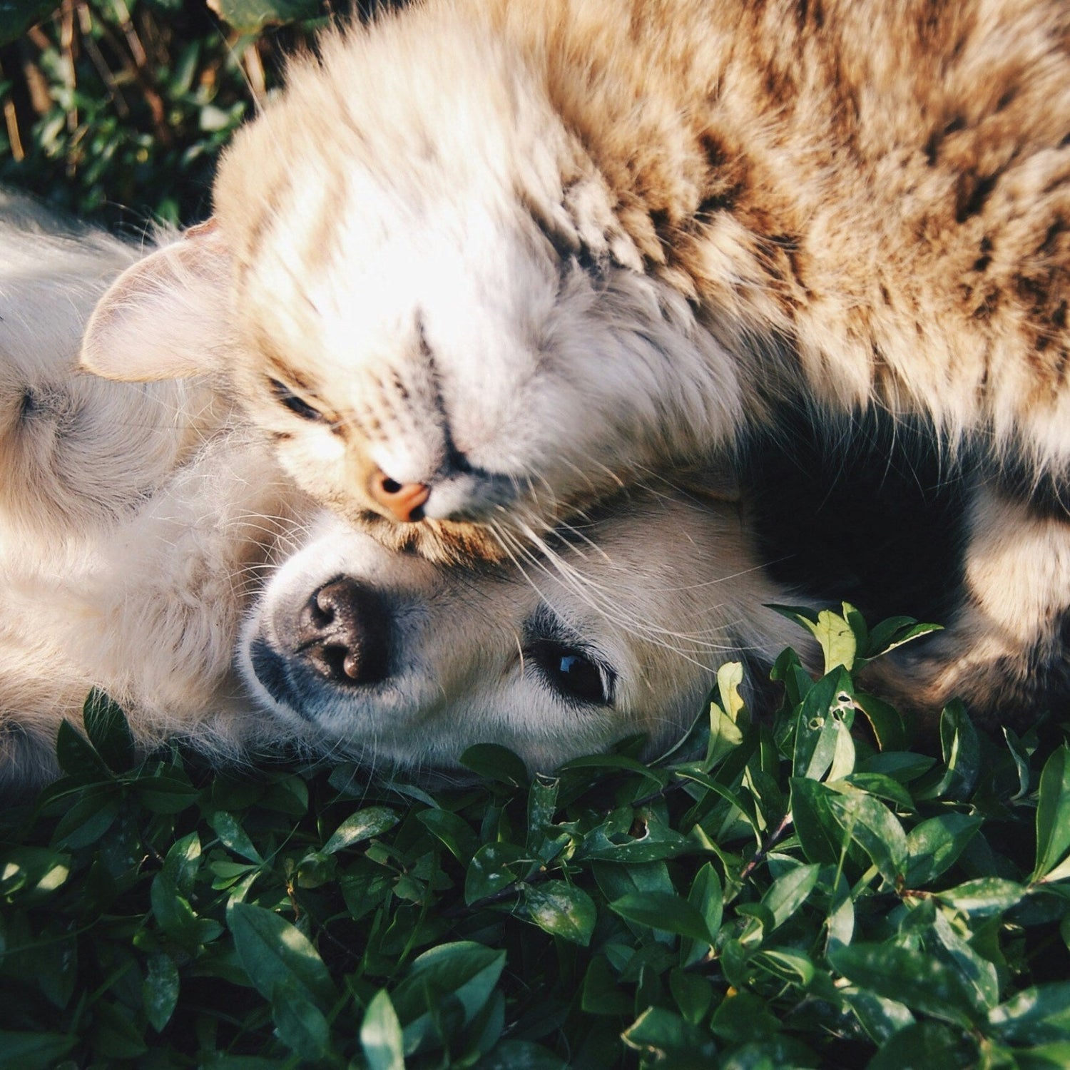 Pet Essentials